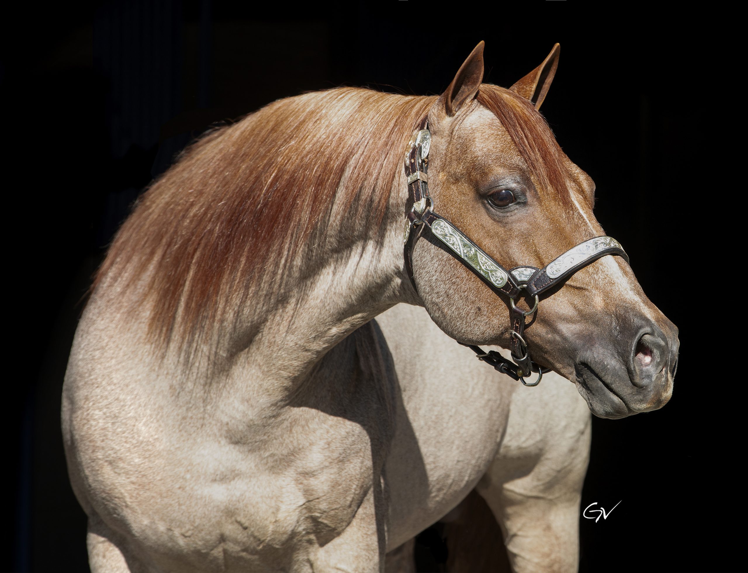 BET YER A CAT - GV__0028