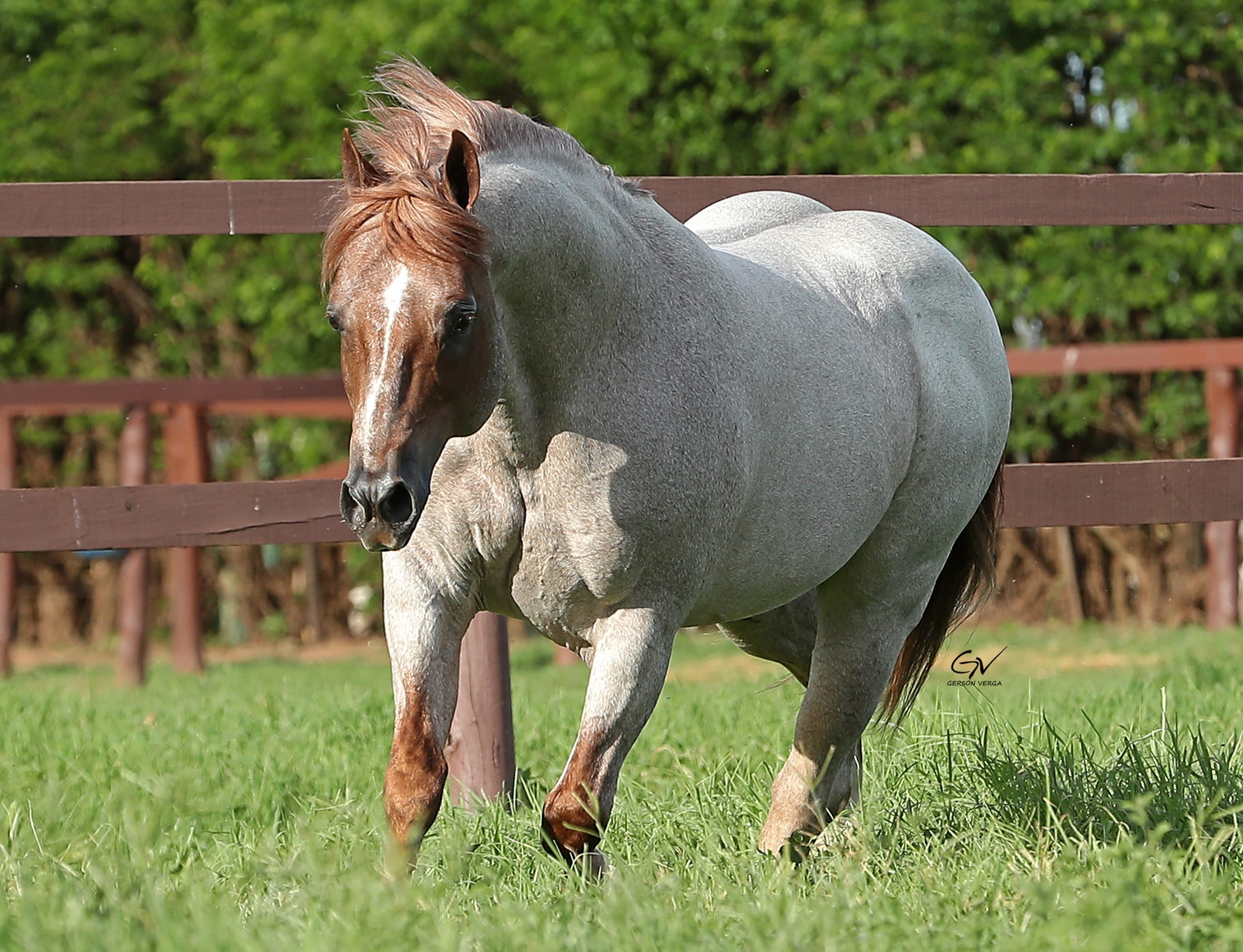 BET YER A CAT - GV__1382