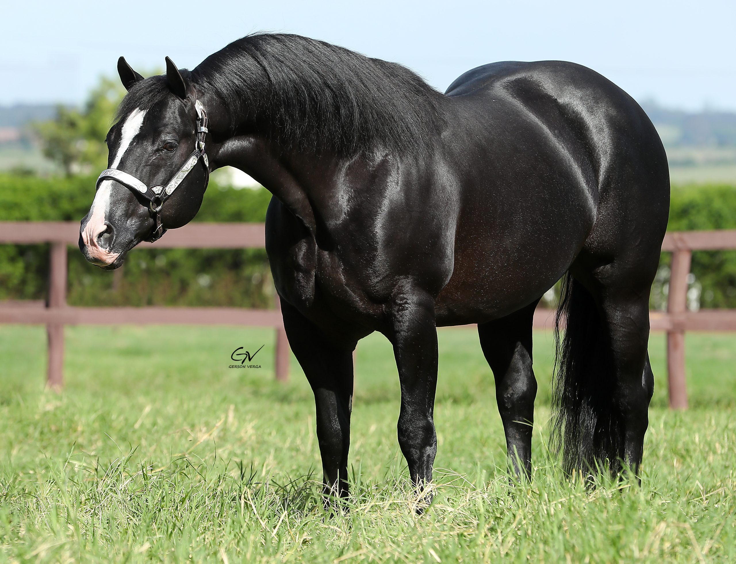 SHINE BIT O EBONY - GV__0883