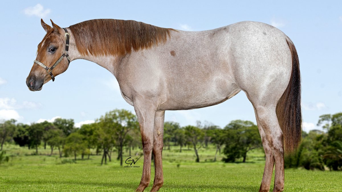 PEP UBA MOON - GV__6761 -TOP