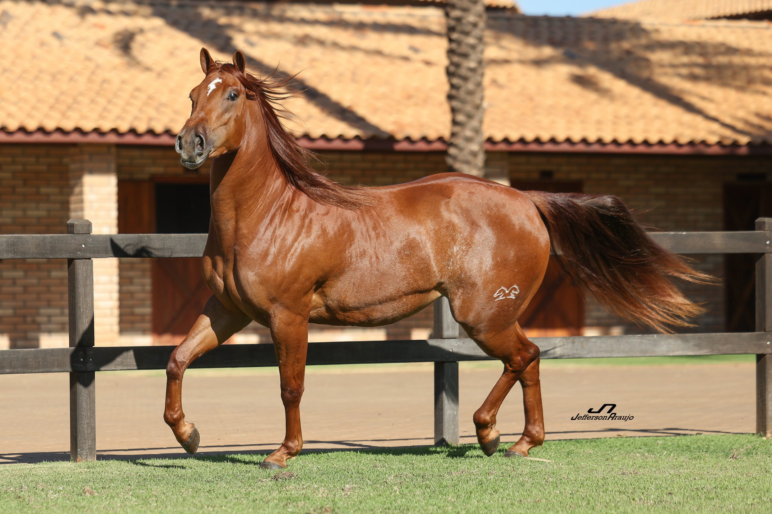 glo zar parr (1,42) 175