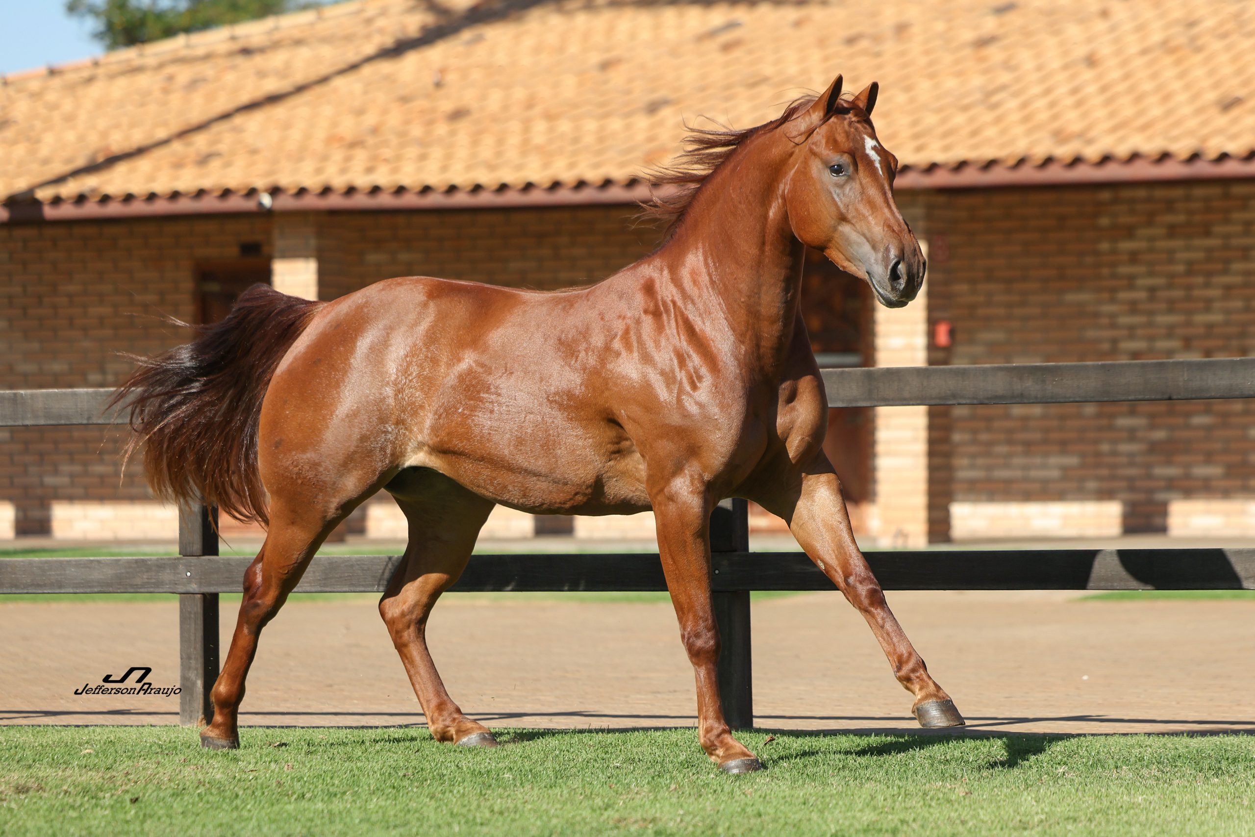 glo zar parr (1,42) 273