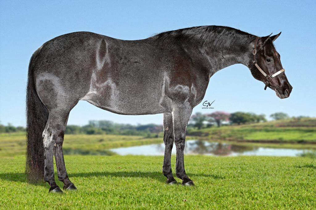 KF PEPTOS BLUE MOON_3