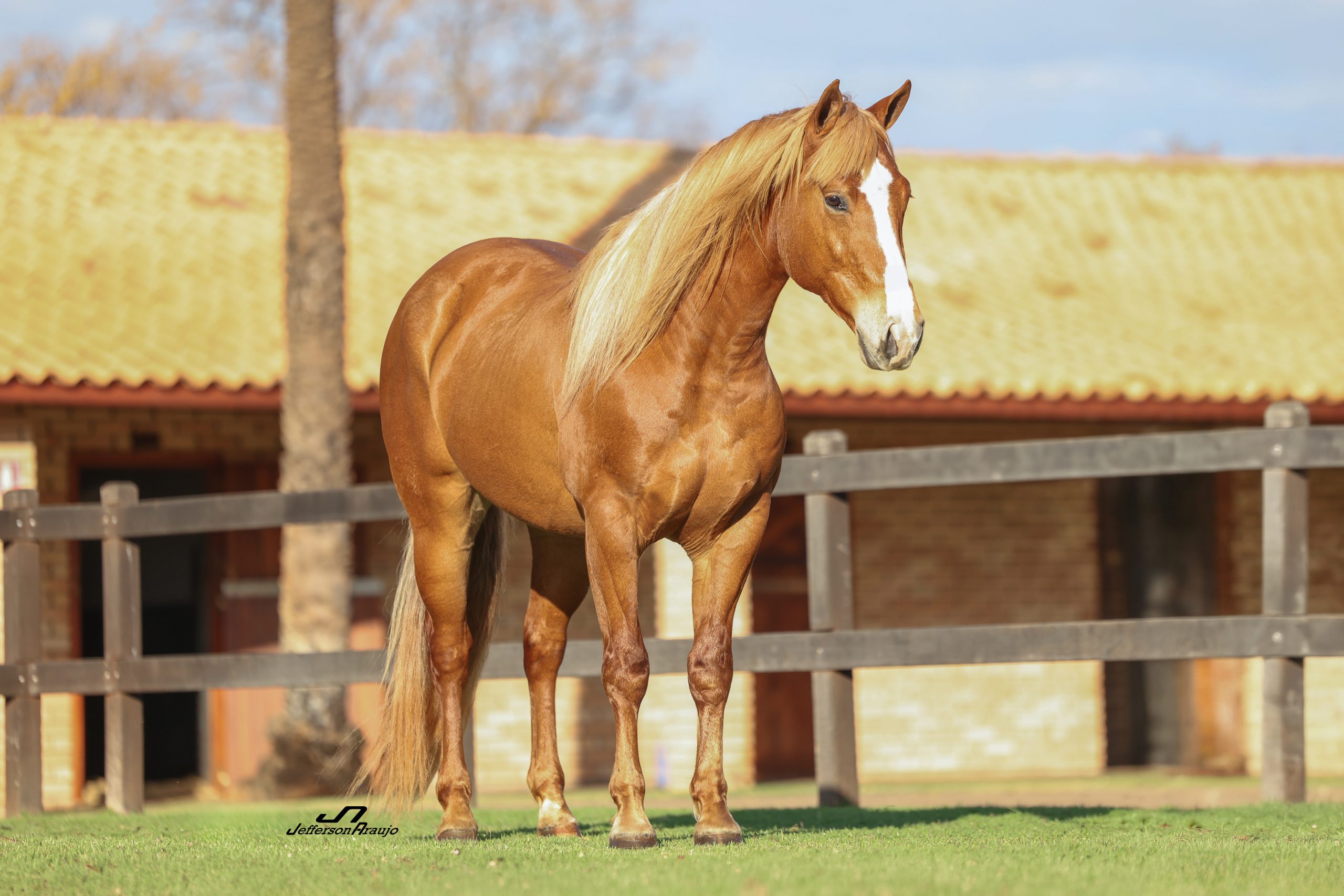 blondys spark cat (1,43) 341